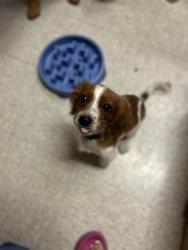 Found/Stray Male Dog last seen Large st, fort hood, tx, Fort Hood, TX 76544