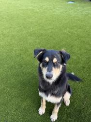 Found/Stray Male Dog last seen Cherry Lale, Tomball, TX 77377