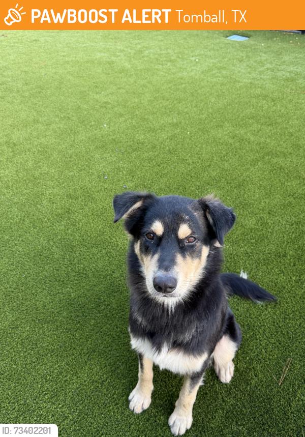 Found/Stray Male Dog last seen Cherry Lale, Tomball, TX 77377