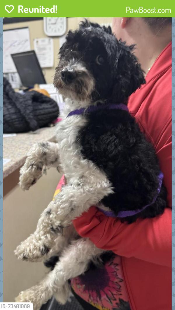 Reunited Male Dog last seen Van Houten & Alfred St Clifton, Clifton, NJ 07013