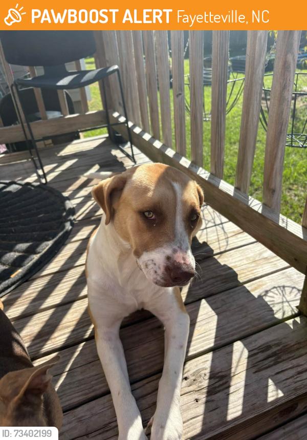 Found/Stray Female Dog last seen Galveston Dr., Fayetteville, NC 28303
