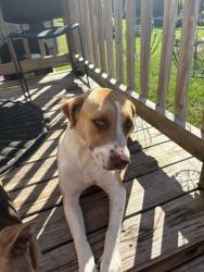 Found/Stray Female Dog last seen Galveston Dr., Fayetteville, NC 28303
