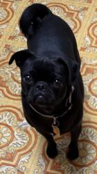 Lost Female Dog last seen Kathryn and Dakota/California SE, Albuquerque, NM 87108