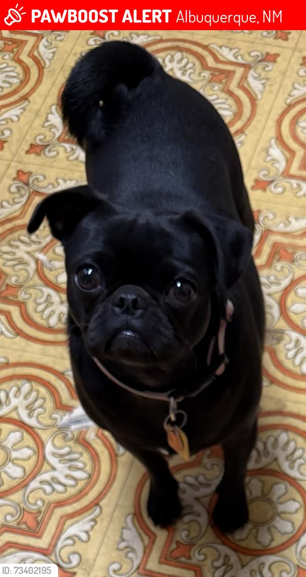 Lost Female Dog last seen Kathryn and Dakota/California SE, Albuquerque, NM 87108