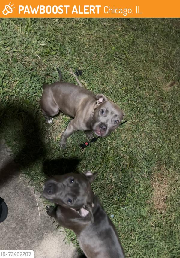 Found/Stray Female Dog last seen Halsted & 111th St, Chicago, IL 60628