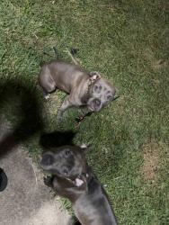Found/Stray Female Dog last seen Halsted & 111th St, Chicago, IL 60628