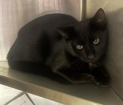 Shelter Stray Unknown Cat last seen Near Clanton Terrace, 30034, GA, 3280 Chamblee Dunwoody Rd, Chamblee, GA 30341, USA