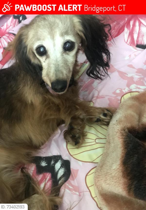 Lost Female Dog last seen Roosevelt st, Bridgeport, CT 06610