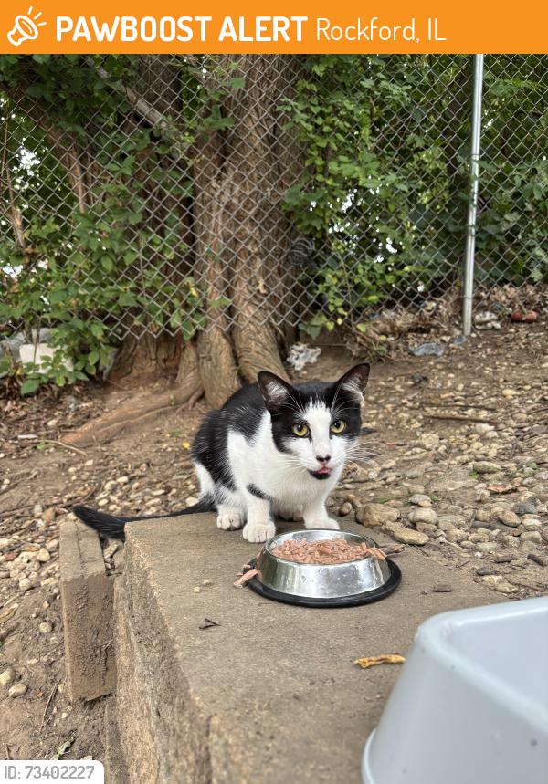 Found/Stray Unknown Cat last seen apmt complex, Rockford, IL 61108