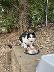 Found/Stray Unknown Cat last seen apmt complex, Rockford, IL 61108