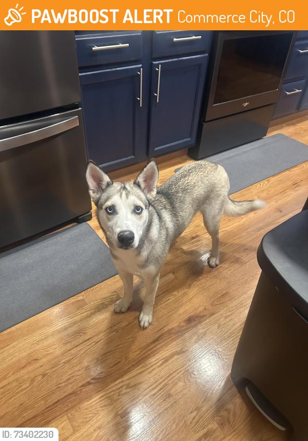 Found/Stray Unknown Dog last seen 104th and tower, Commerce City, CO 80022