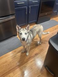 Found/Stray Unknown Dog last seen 104th and tower, Commerce City, CO 80022
