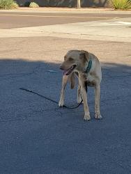 Found/Stray Female Dog last seen 79th ave and Missouri, Glendale, AZ 85303