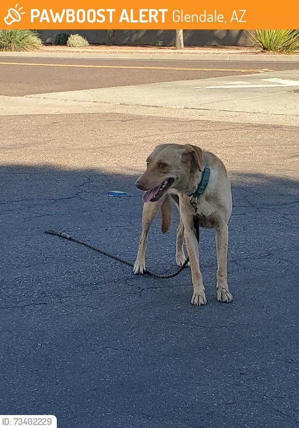 Found/Stray Female Dog last seen 79th ave and Missouri, Glendale, AZ 85303