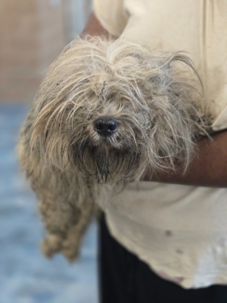 Shelter Stray Male Dog last seen Price Street, PONTIAC, MI, 48340, 1200 N Telegraph Building 42E, Pontiac, MI 48340, USA