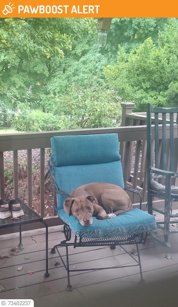 Found/Stray Unknown Dog last seen John Young, Burkhart, Rhodes Rd, Davidson County, NC 27292