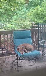 Found/Stray Unknown Dog last seen John Young, Burkhart, Rhodes Rd, Davidson County, NC 27292