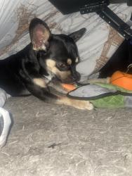 Reunited Male Dog last seen Sunnyside ave and Olive street, Piedmont Ca, 94611, Piedmont, CA 94610