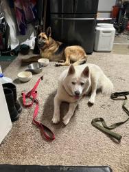 Reunited Female Dog last seen Tustin & Lincoln ORANGE CA, Orange, CA 92865