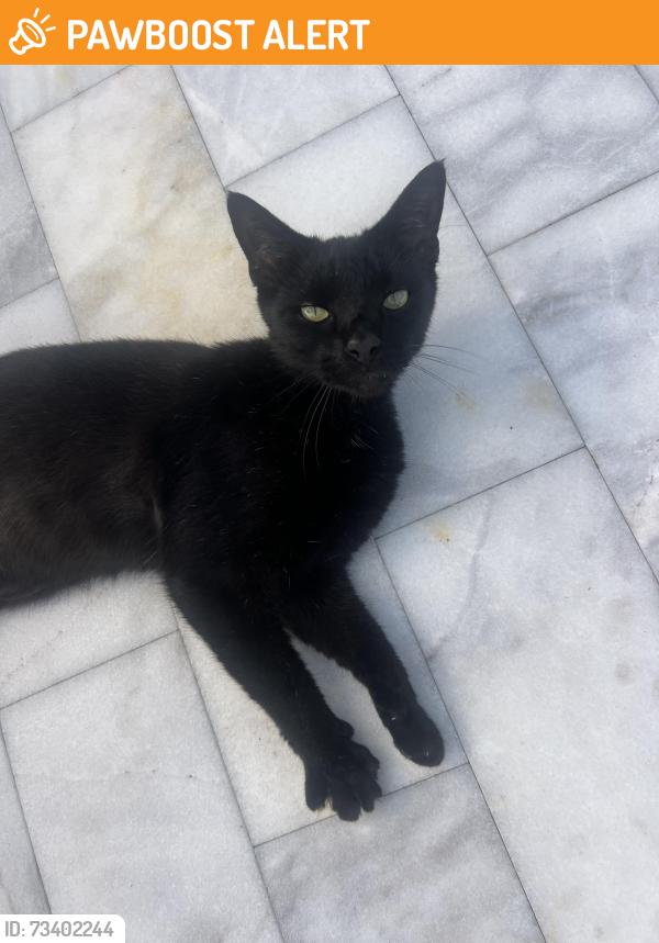 Found/Stray Male Cat last seen S C street and 4th avenue, Lake Worth Beach, FL 33460
