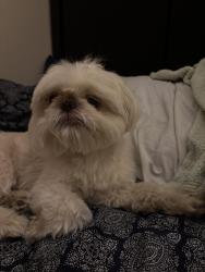Reunited Male Dog last seen Open Bible church, Valdosta, GA 31605