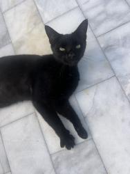 Found/Stray Male Cat last seen S C street and 4th avenue, Lake Worth Beach, FL 33460
