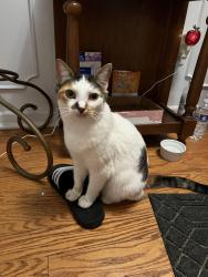 Lost Female Cat last seen Riviere Ave. and Lafreniere St., Metairie, LA 70003