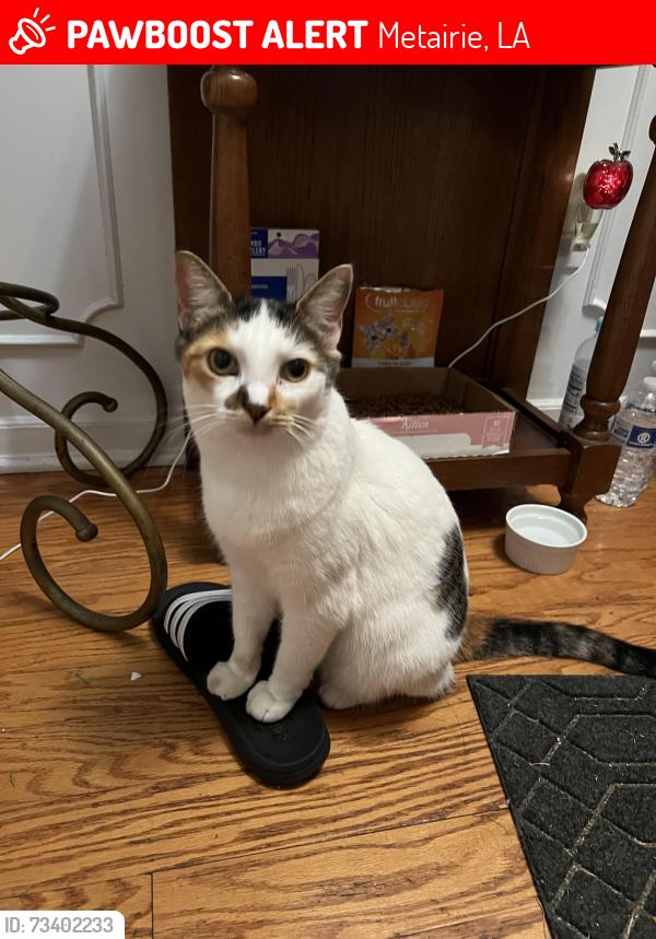 Lost Female Cat last seen Riviere Ave. and Lafreniere St., Metairie, LA 70003