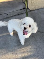 Found/Stray Male Dog last seen virginia ave, Scottsdale, AZ 85251