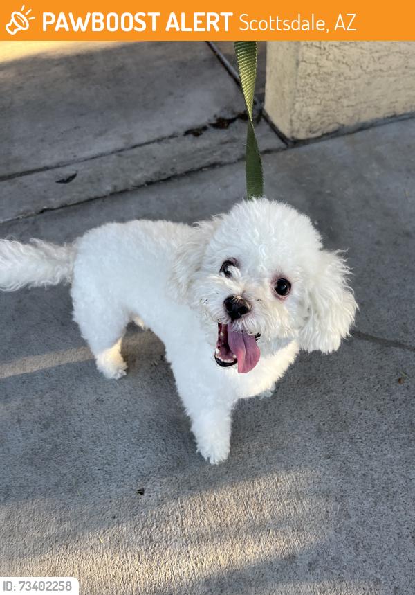 Found/Stray Male Dog last seen virginia ave, Scottsdale, AZ 85251