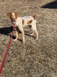 Lost Male Dog last seen Near Red Hill Road, Elverson, PA 19520