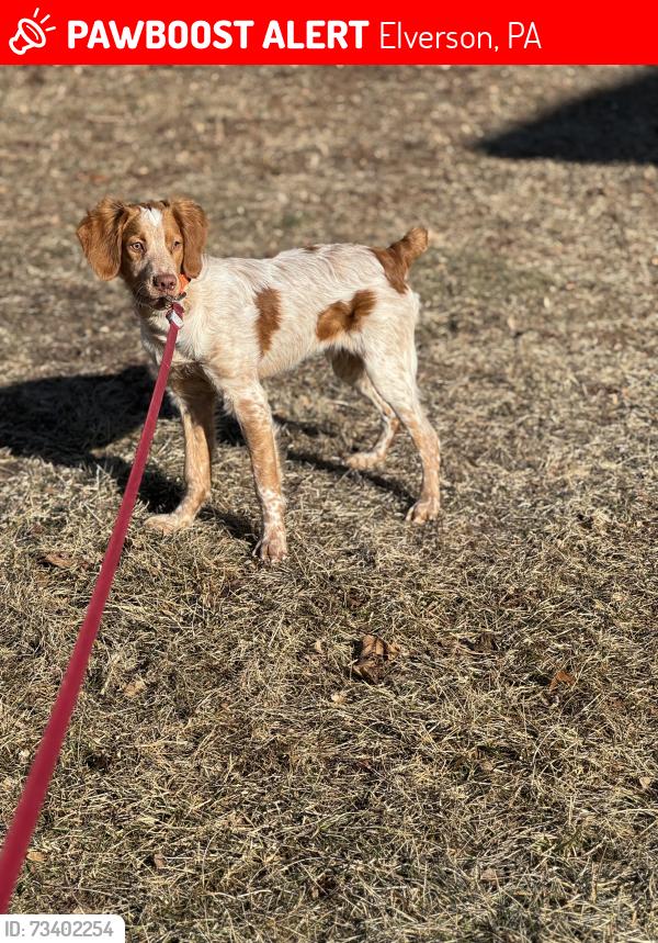 Lost Male Dog last seen Near Red Hill Road, Elverson, PA 19520