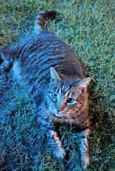 Lost Male Cat last seen Near, Socastee, SC 29588
