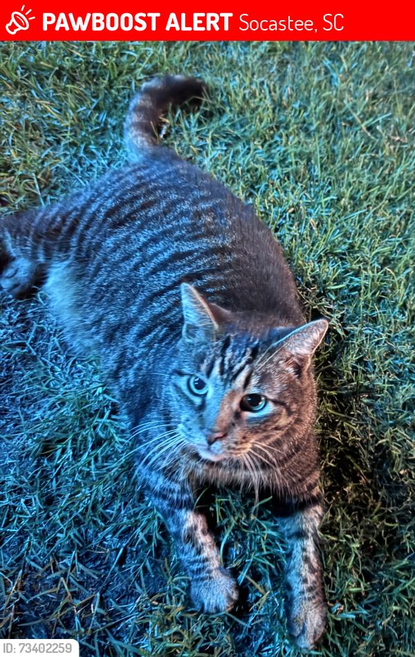 Lost Male Cat last seen Near, Socastee, SC 29588