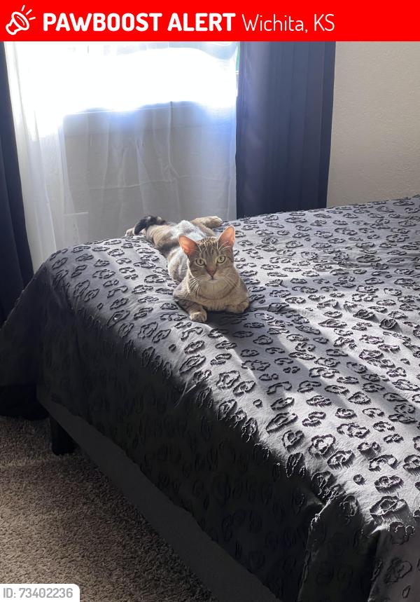 Lost Male Cat last seen En estacionamientos de acampar ⛺️, Wichita, KS 67202