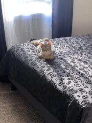 Lost Male Cat last seen En estacionamientos de acampar ⛺️, Wichita, KS 67202