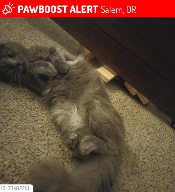 Lost Male Cat last seen Glendale Avenue, Salem, OR 97305