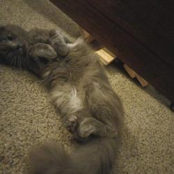 Lost Male Cat last seen Glendale Avenue, Salem, OR 97305