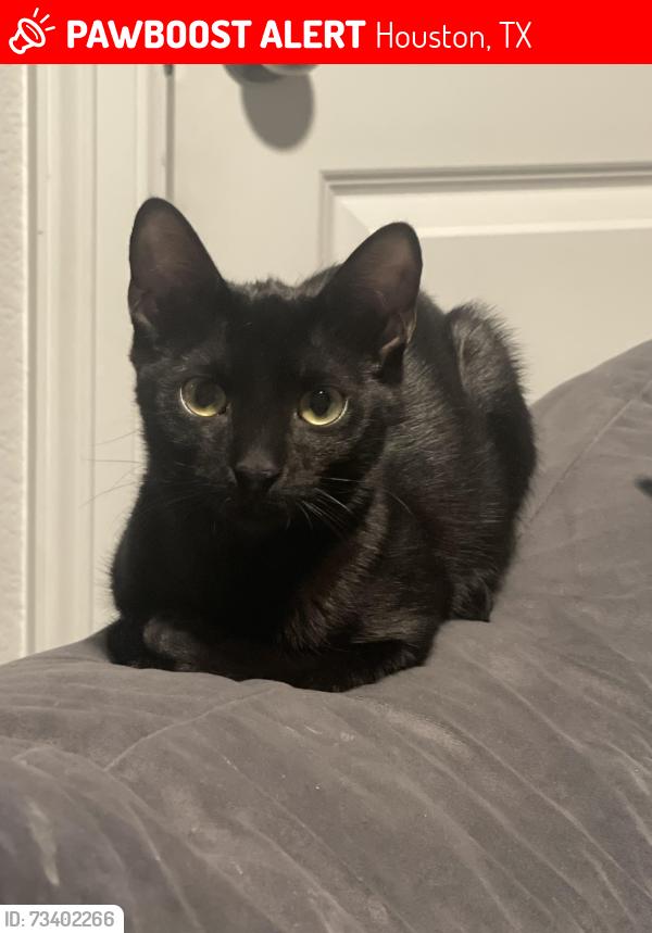 Lost Female Cat last seen Cane Oak Way, Houston, TX 77043