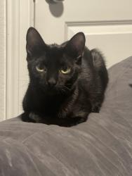 Lost Female Cat last seen Cane Oak Way, Houston, TX 77043