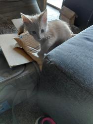 Found/Stray Male Cat last seen Huntington place apmts apmt 109, Wichita, KS 67217