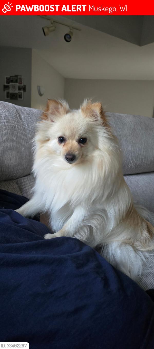 Lost Male Dog last seen S74W14303 Settler Way Muskego, WI, Muskego, WI 53150