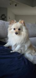 Lost Male Dog last seen S74W14303 Settler Way Muskego, WI, Muskego, WI 53150
