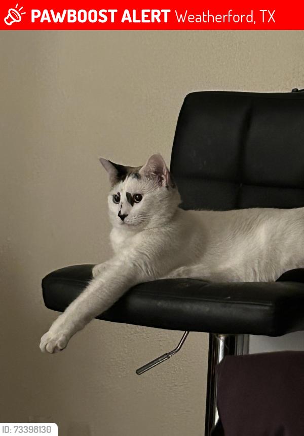 Lost Male Cat last seen Zion hill and dove hill, Weatherford, TX 76088