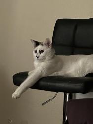 Lost Male Cat last seen Zion hill and dove hill, Weatherford, TX 76088