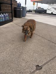 Found/Stray Unknown Dog last seen Circle k gas station, Superior, WI 54880