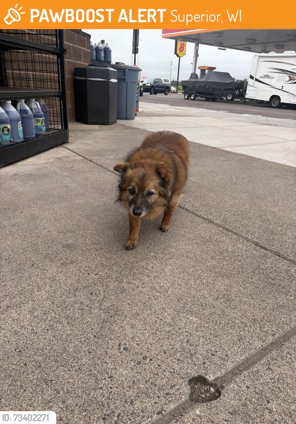 Found/Stray Unknown Dog last seen Circle k gas station, Superior, WI 54880