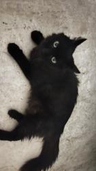 Found/Stray Unknown Cat last seen Shadowglen, Manor, TX 78653