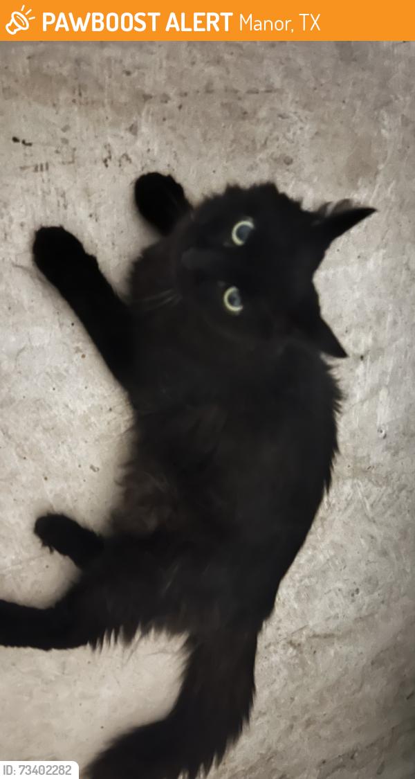Found/Stray Unknown Cat last seen Shadowglen, Manor, TX 78653