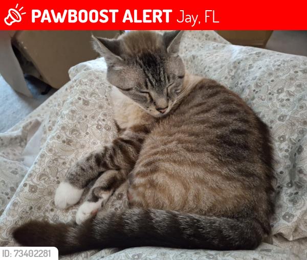 Lost Male Cat last seen Nowling Rd, Jay, FL 32565
